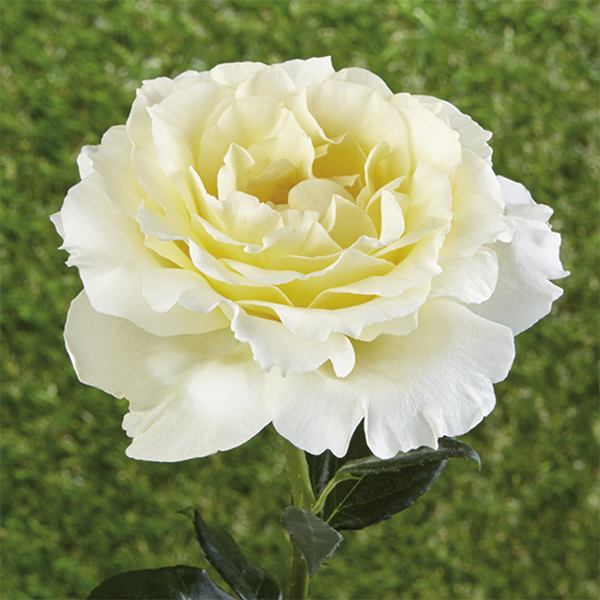 Bodembedekkende rozen